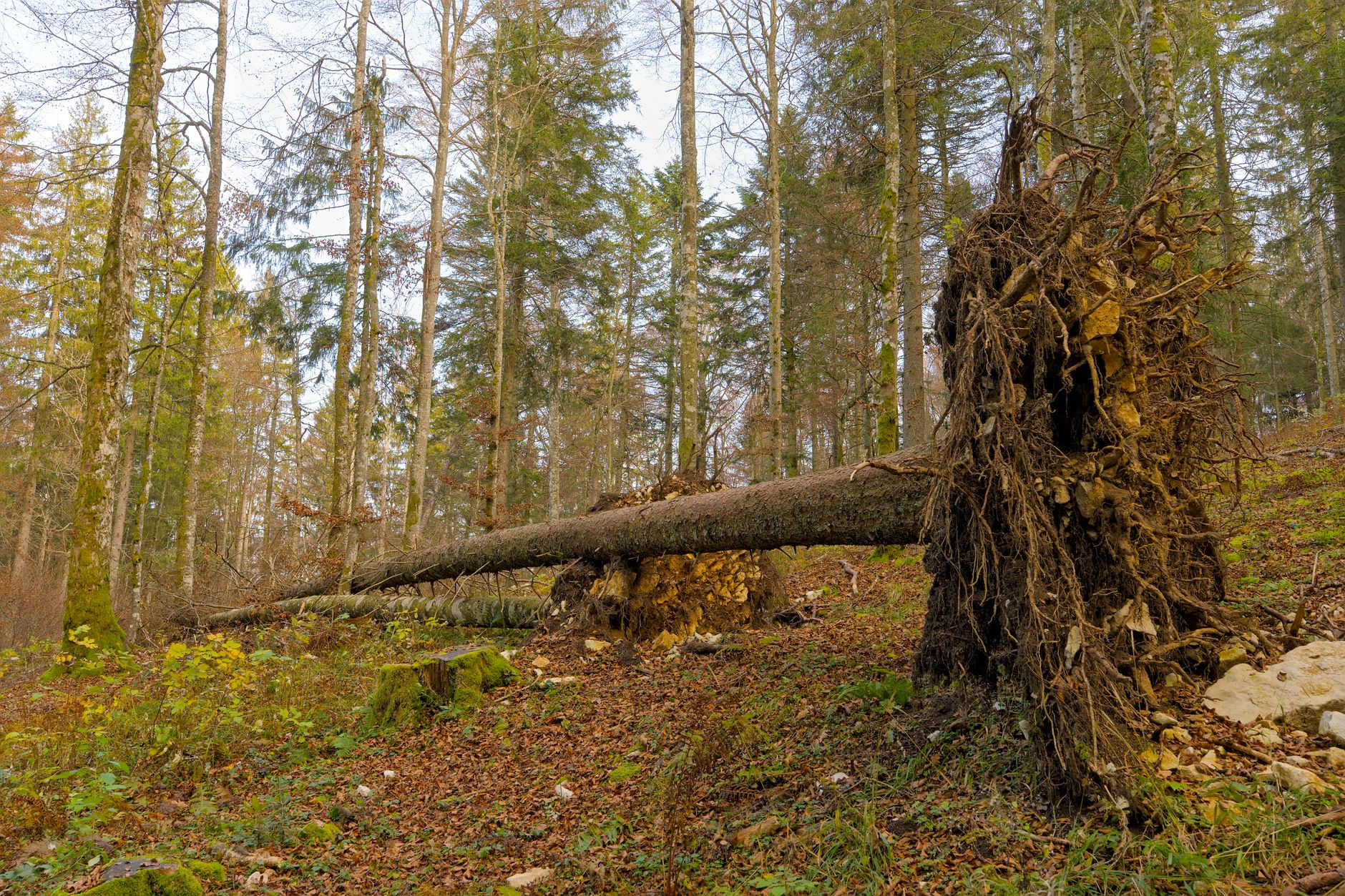 Enlèvement arbre urgence équipe à Tours